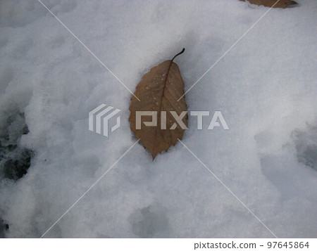 Fallen leaves covered in snow... 97645864