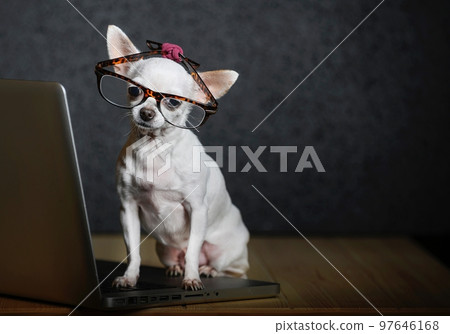 A dog of Chihuahua breed sits on glasses on a wooden table and works on a laptop with his head thoughtfully lowered. A dog of Chihuahua breed sits on glasses on a wooden table and works on a laptop with his head thoughtfully lowered. 97646168