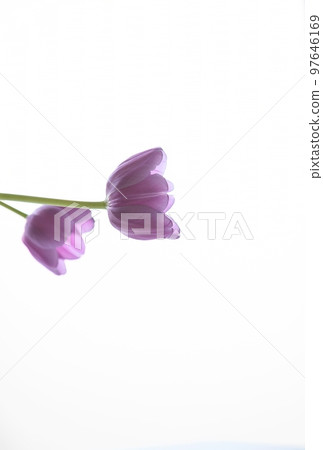 Two buds of lilac tulips on a white background. Tulips are located on the left Two buds of lilac tulips on a white background. Tulips are located on the left 97646169