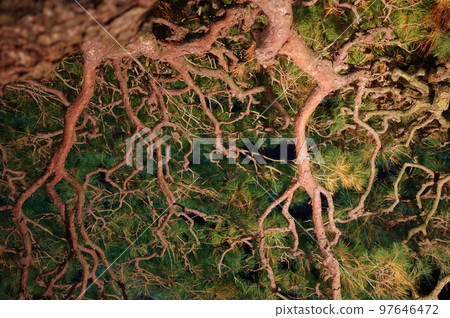Spreading pine branches and leaves 97646472