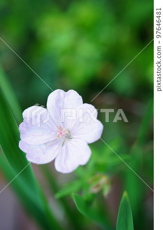 Pretty and beautiful pale pink gerbera 97646481