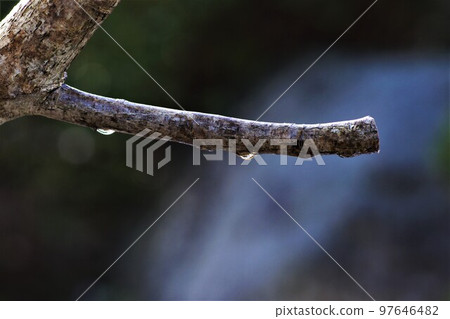 Snow garden cuttings and raindrops. 97646482