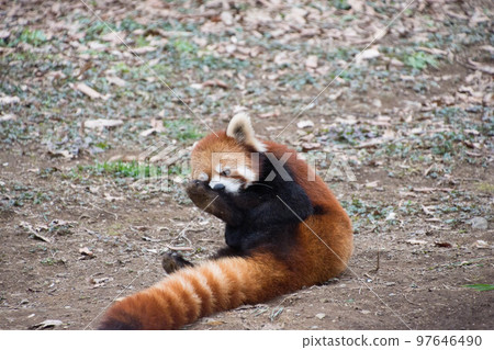 Lesser panda Lesser panda 97646490