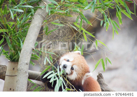 Lesser panda eating bamboo leaves Lesser panda eating bamboo leaves 97646491