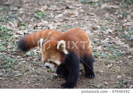 Lesser panda 97646492