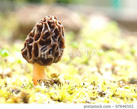 Ecological photographs of morels 97646501