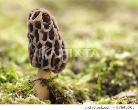 Ecological photographs of morels 97646505