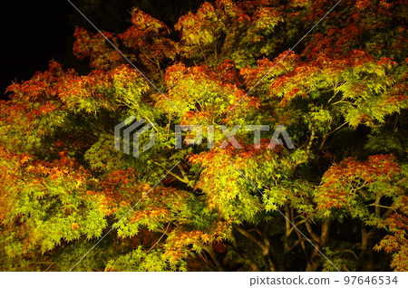 Autumn leaves starting to change color Autumn leaves starting to change color 97646534