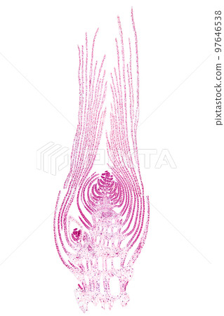 Apical bud of an aquatic plant, longitudinal section, 20X light micrograph. Whole bud, under the light microscope, eosin stained for better visualization. Isolated, on white background. 97646538