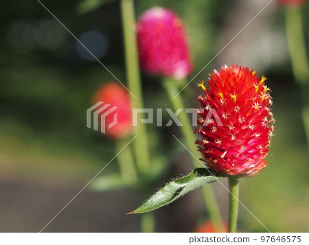 Red sennigyo flowers 97646575