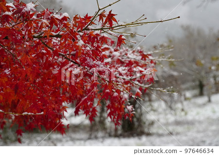 雪花堆積在色彩斑斕的楓樹上 雪花堆積在色彩斑斕的楓樹上 97646634