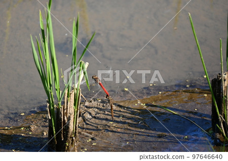 Spawning of red dragonfly 97646640