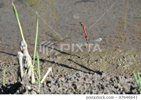 Spawning of red dragonfly 97646641
