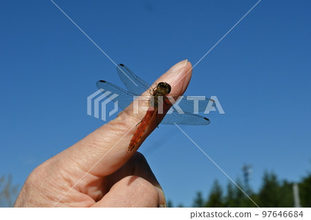 手指上棲息著紅蜻蜓 97646684