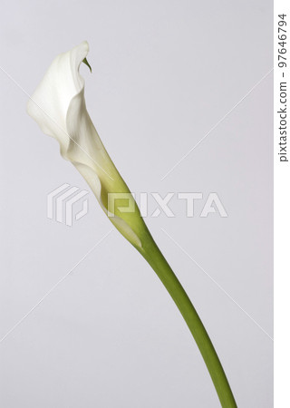 White color 97646794