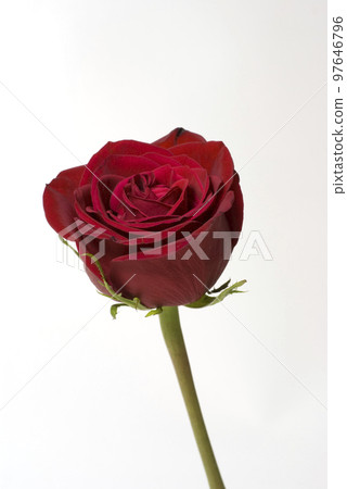 A red rose A red rose 97646796