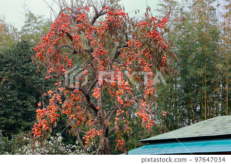 岡山後樂園柿子 97647034