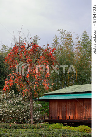 岡山後樂園柿子 97647035