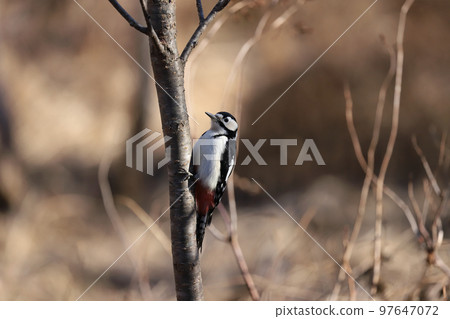 Great Spotted Woodpecker 97647072