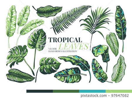 Tropical palm leaves and jungle leaves. 97647082
