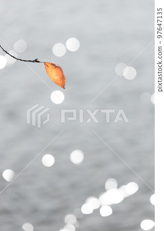 Scenery of a single dead leaf with red leaves remaining on a branch at the lakeside in autumn and the blurred background of the reflected sunlight Scenery of a single dead leaf with red leaves remaining on a branch at the lakeside in autumn and the blurred background of the reflected sunlight 97647135