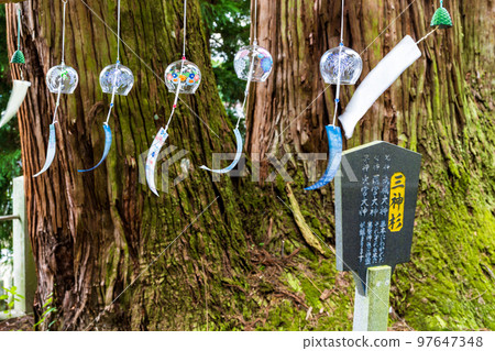 Oguni Ryojin Shrine, famous for its power spot "Giant Cedar Tree (Sanjinsugi) and Wind Chime Scenery" Oguni Town 97647348