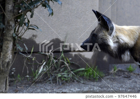 African wild dog 97647446