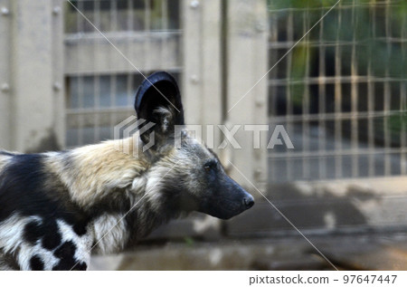African wild dog 97647447