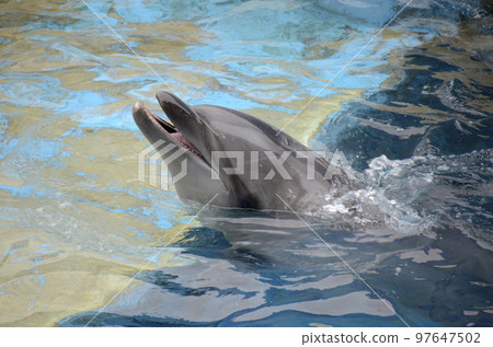 海豚 97647502
