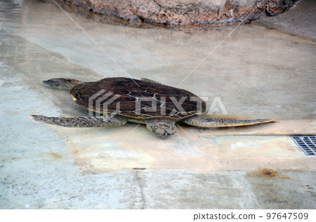 Sea turtle Sea turtle 97647509