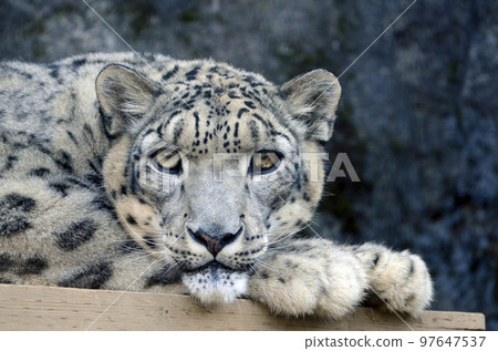 雪豹 雪豹 97647537