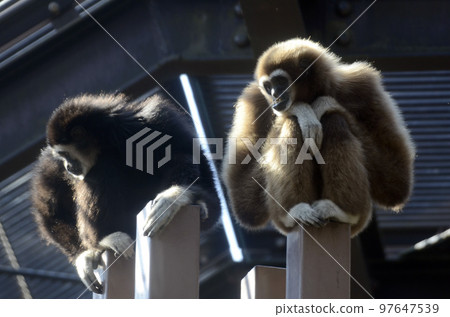 White-handed gibbon White-handed gibbon 97647539