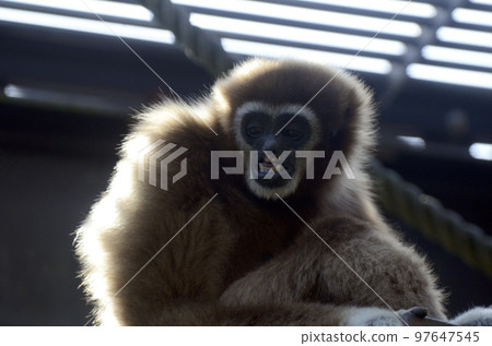 White-handed gibbon White-handed gibbon 97647545