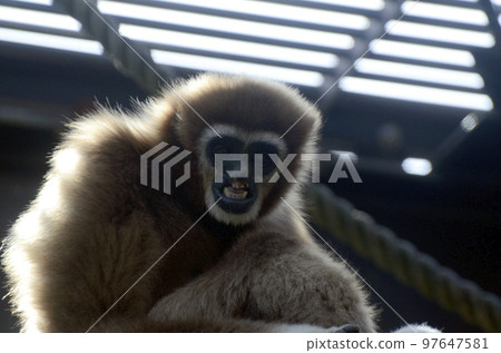 White-handed gibbon White-handed gibbon 97647581