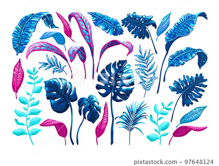 Tropical palm leaves. Tropical palm leaves. 97648124