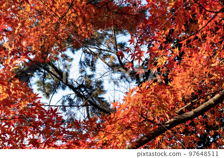 Beautiful autumn foliage seen in December Zeze Castle Site Park, Otsu City, Shiga Prefecture Beautiful autumn foliage seen in December Zeze Castle Site Park, Otsu City, Shiga Prefecture 97648511