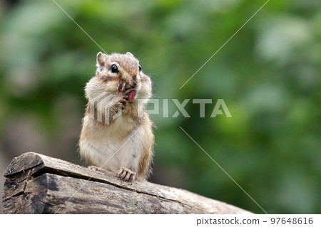 伸出舌頭洗臉的可愛花栗鼠 97648616
