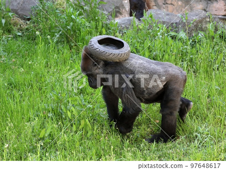 頭頂輪胎走路的西部大猩猩 97648617