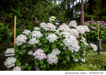 Kanagawa Prefecture Kamakura Hydrangea Kanagawa Prefecture Kamakura Hydrangea 97648716