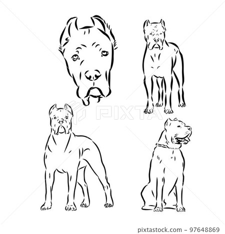 Dog Cane Corso. Illustration on a white background. 97648869