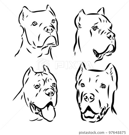 Dog Cane Corso. Illustration on a white background. 97648875