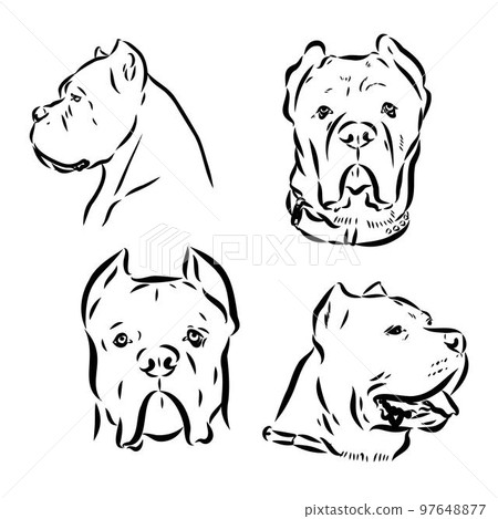 Dog Cane Corso. Illustration on a white background. 97648877