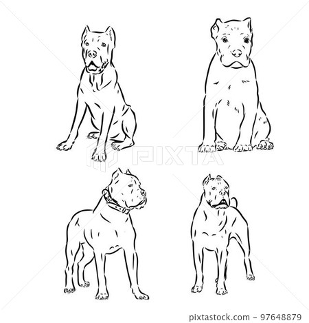 Dog Cane Corso. Illustration on a white background. 97648879