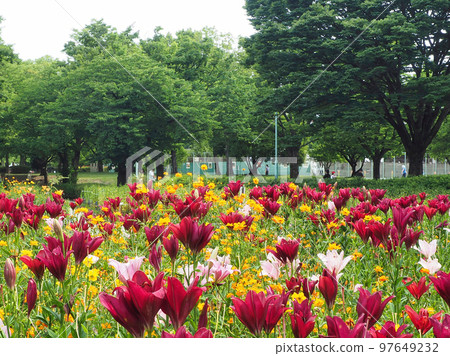 百合花的自然風光(夏季植物) 百合花的自然風光(夏季植物) 97649232