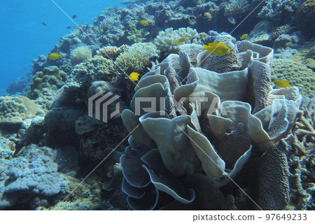 白菜珊瑚水下照片珊瑚礁 97649233