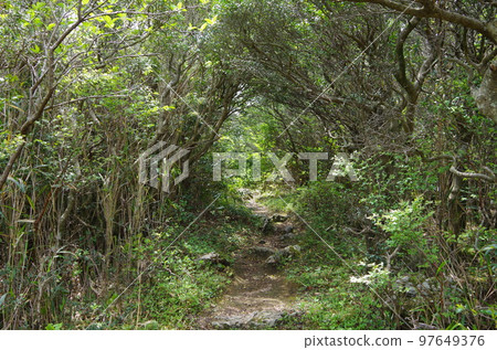 Mountain path 97649376