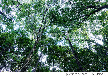evergreen evergreen forest canopy evergreen evergreen forest canopy 97649543