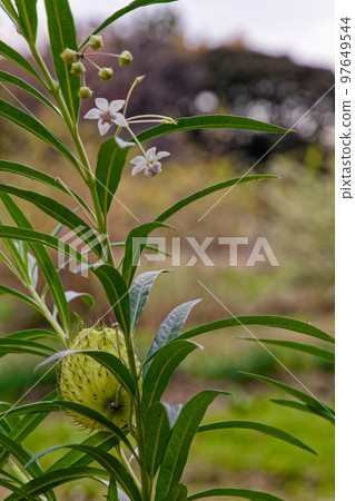 袋形水果和鮮花 97649544