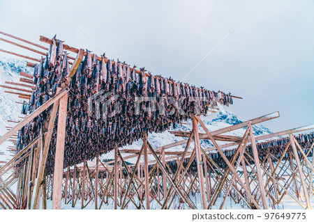 Air drying of salmon on a wooden structure in the Scandinavian winter. Traditional way of preparing and drying fish in Scandinavian countries Air drying of salmon on a wooden structure in the Scandinavian winter. Traditional way of preparing and drying fish in Scandinavian countries 97649775
