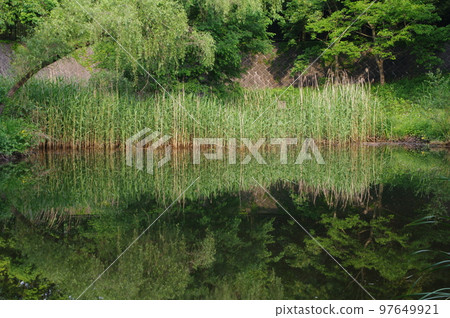 倒映在池塘中的樹木 (1) 97649921